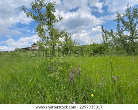 Landscape spring summer meadow tree wildflowers wooden house in the background wine yard trail lillies daisies cloudy bright blue sky