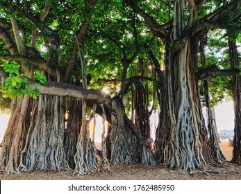 Landscape of a stunning and majestic banyan tree (Ficus, Fig tree) in Kapiolani Beach Park in Honolulu, Hawaii