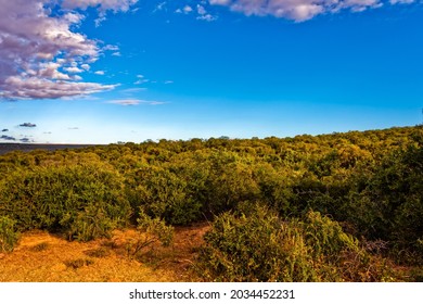 Landscape of subtropical thicket vegetation in Addo Elephant Park, South Africa