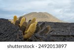 Landscape from Sullivan bay and a lava cactus from Galapagos Islands, Santiago Island. Ecuador