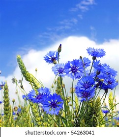 landscape of summer field from blue cornflower and blue sky