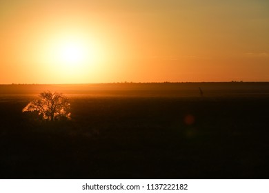 Landscape And Sun Back Lit Tree At Sunset, Namibia In Typically African Colors And Scene.