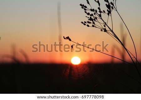 Similar – Abendrot beim Sonnenblumenfeld