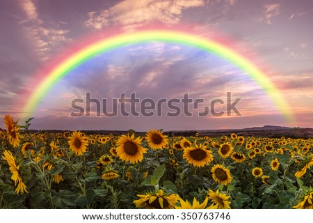 Landscape with sunflower field and rainbow