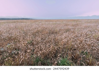 Landscape at sunrise of tall grass prairie, Fort Custer State Park, Michigan, USA - Powered by Shutterstock