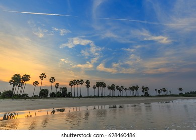 Landscape sunset and Palm Tree at Phetchaburi , Thailand
