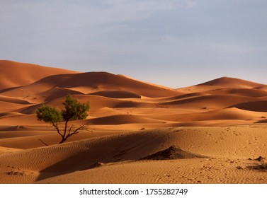 Landscape At Sunset In Sahara Desert