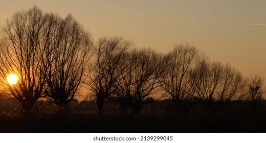 Landscape of sunset with willow trees by the river, countryside scenery, Poland landscape, weeping willow trees.