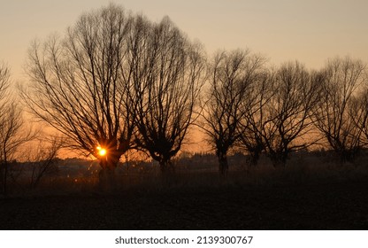 Landscape of sunset with willow trees by the river, countryside scenery, Poland landscape, weeping willow trees.