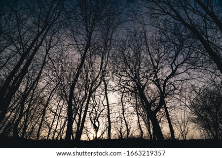 Landscape of sunset in winter or autumn in forest with big black trees silhuettes and sun rays. Dark moody forest with bright backlight in the background.