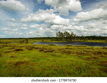 landscape from swamp, sunny summer day with bog vegetation, trees, mosses and ponds, cloudy sky, Nigula bog, Estonia - Powered by Shutterstock