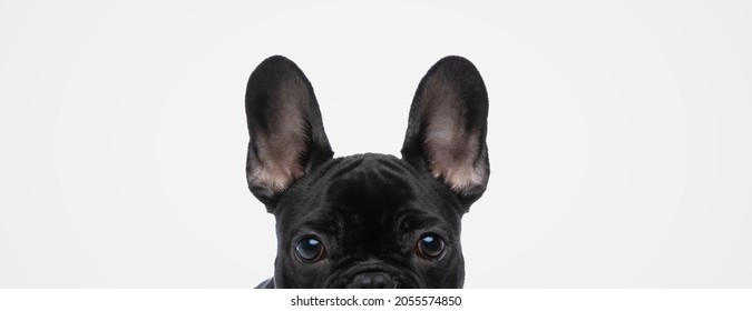 Landscape Of A Sweet French Bulldog Dog Hiding His Face From The Camera On Gray Background