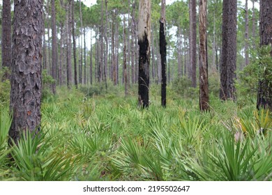 Landscape At Tarklin Bayou State Park, Florida. 