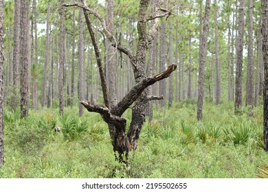 Landscape At Tarklin Bayou State Park, Florida. 