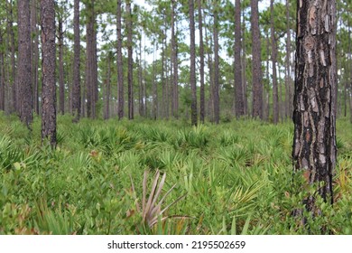 Landscape At Tarklin Bayou State Park, Florida. 