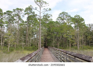 Landscape At Tarklin Bayou State Park, Florida. 