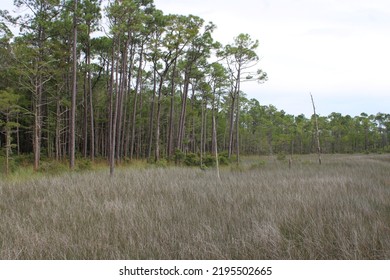 Landscape At Tarklin Bayou State Park, Florida. 