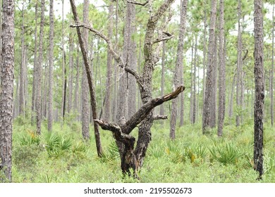 Landscape At Tarklin Bayou State Park, Florida. 