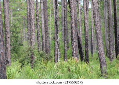 Landscape At Tarklin Bayou State Park, Florida. 