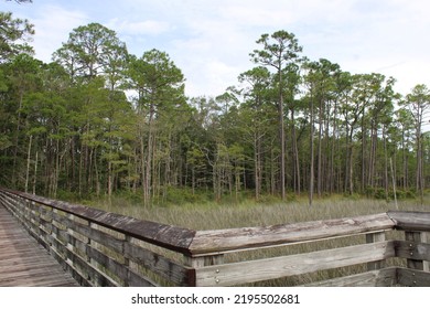 Landscape At Tarklin Bayou State Park, Florida. 