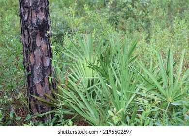 Landscape At Tarklin Bayou State Park, Florida. 