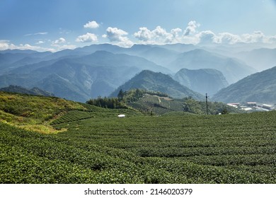 Landscape With Tea Plantation In Alishan Mountain In Taiwan