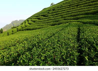 Landscape of Tea plantation with blue sky among the valley
 - Powered by Shutterstock