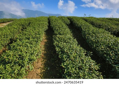 Landscape of Tea plantation with blue sky background at sunny day
 - Powered by Shutterstock