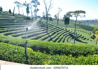 Landscape of Tea Plantation planted on mountain - Shutterstock ID 1096070711