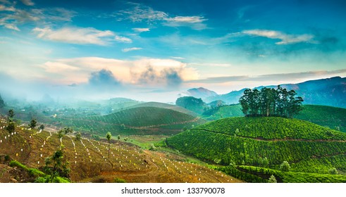 Landscape Of The Tea Plantations In India, Kerala Munnar.