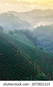 Landscape of tea terraced fields in the morning mist. Tea plantation, agriculture, farming concepts. Doi Mae Salong, Chiang Rai, Thailand. Soft focus on tea terraced fields.