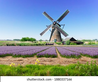 landscape with traditional Dutch windmill with traditional hyacinth filed, Netherlands, retro toned - Powered by Shutterstock