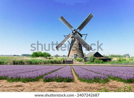 landscape with traditional Dutch windmill with traditional hyacinth filed, Netherlands, retro toned