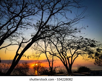 Landscape Tree