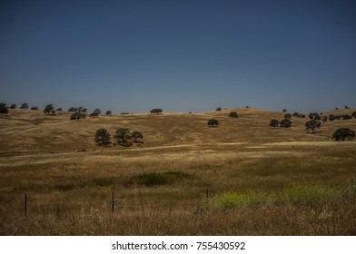 landscape with  tree 