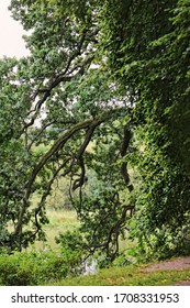 
Landscape with a tree and branches