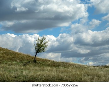 Landscape. Tree in the field under the cloudy sky.