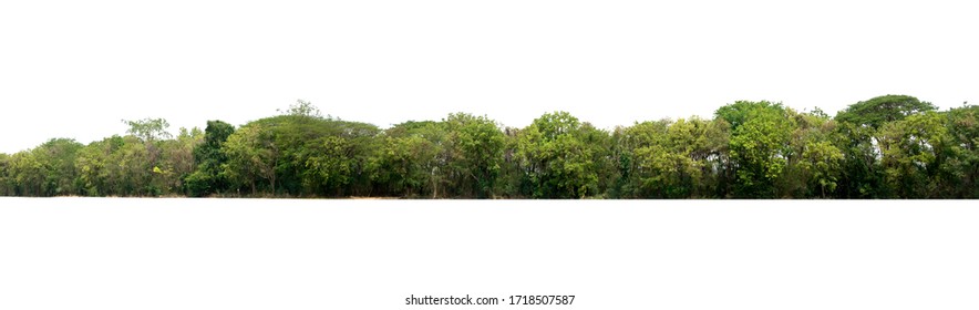 landscape tree isolate on white background