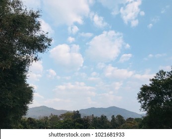 Landscape of tree and mountain