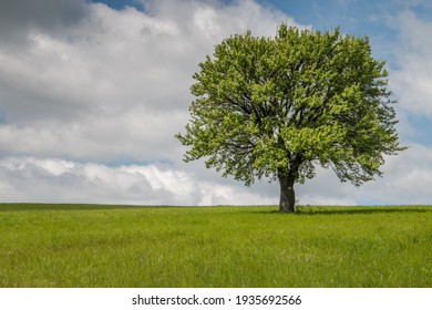 木 の画像 写真素材 ベクター画像 Shutterstock