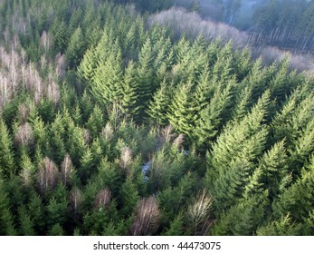 Landscape with trees of height