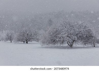 A Landscape Of Trees On Peter's Hill During The Heavy Snowfall In West Roxbury, Boston