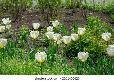 Landscape Of Tulipa Gesneriana Didiers Tulip At Garten Der Welt Marzahn Berlin