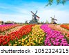 netherlands tulips