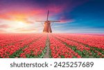 Landscape with tulips, traditional dutch windmills and houses near the canal in Zaanse Schans, Netherlands, Europe. High quality photo