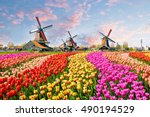 Landscape with tulips, traditional dutch windmills and houses near the canal in Zaanse Schans, Netherlands, Europe