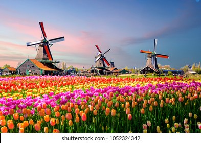 Paysage avec tulipes, moulins à vent traditionnels hollandais et maisons près du canal à Zanse Schans, Pays-Bas, Europe
