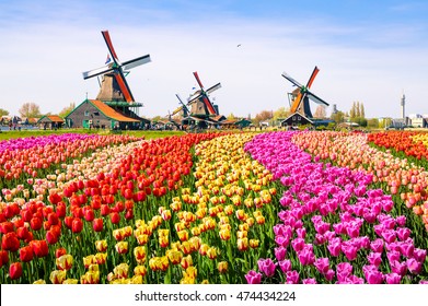 Paysage avec tulipes, moulins à vent traditionnels hollandais et maisons près du canal à Zanse Schans, Pays-Bas, Europe