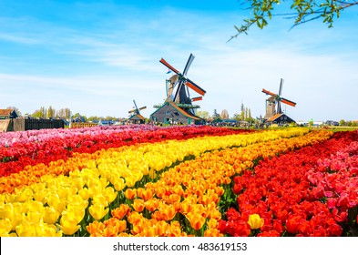 Paysage avec tulipes, moulins à vent traditionnels hollandais et maisons près du canal à Zanse Schans, Pays-Bas, Europe