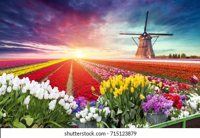 Landscape with tulips, traditional dutch windmills and houses near the canal in Zaanse Schans, Netherlands, Europe.